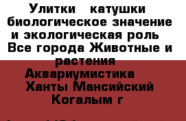 Улитки – катушки: биологическое значение и экологическая роль - Все города Животные и растения » Аквариумистика   . Ханты-Мансийский,Когалым г.